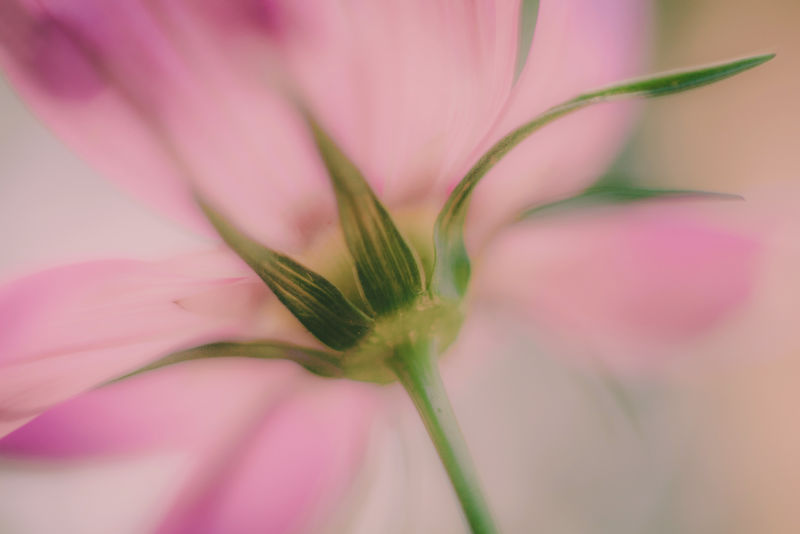 粉色卡萨布兰卡