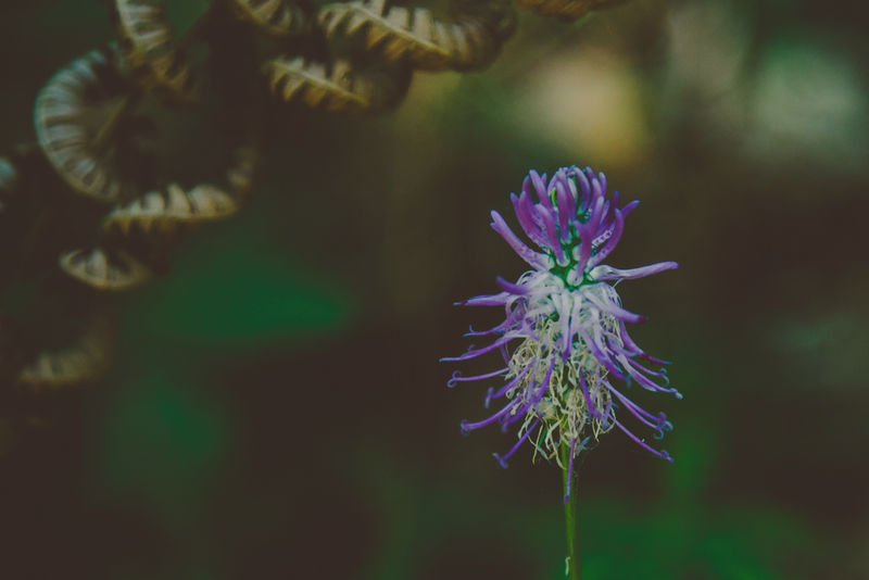 美丽的花-绿色背景或自然色-清新的春夏-用于装饰和设计-文本位置