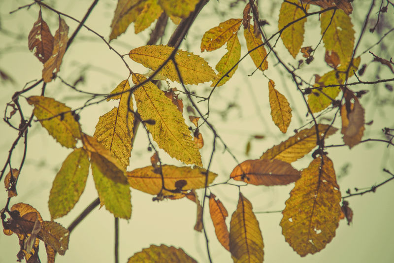 秋黄绿叶特写景观