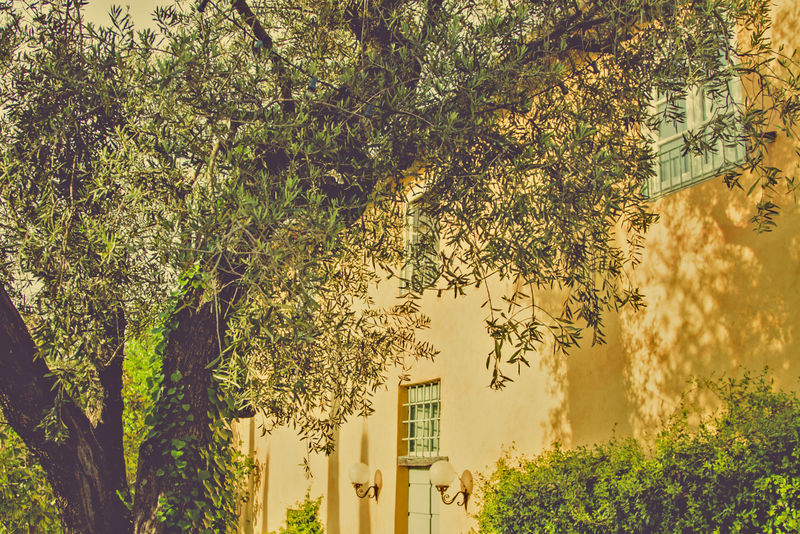 在茂密的树丛和灌木之间有窗户的古老的黄色建筑的美丽风景浪漫的看法-漂亮房子院子里的风景花园