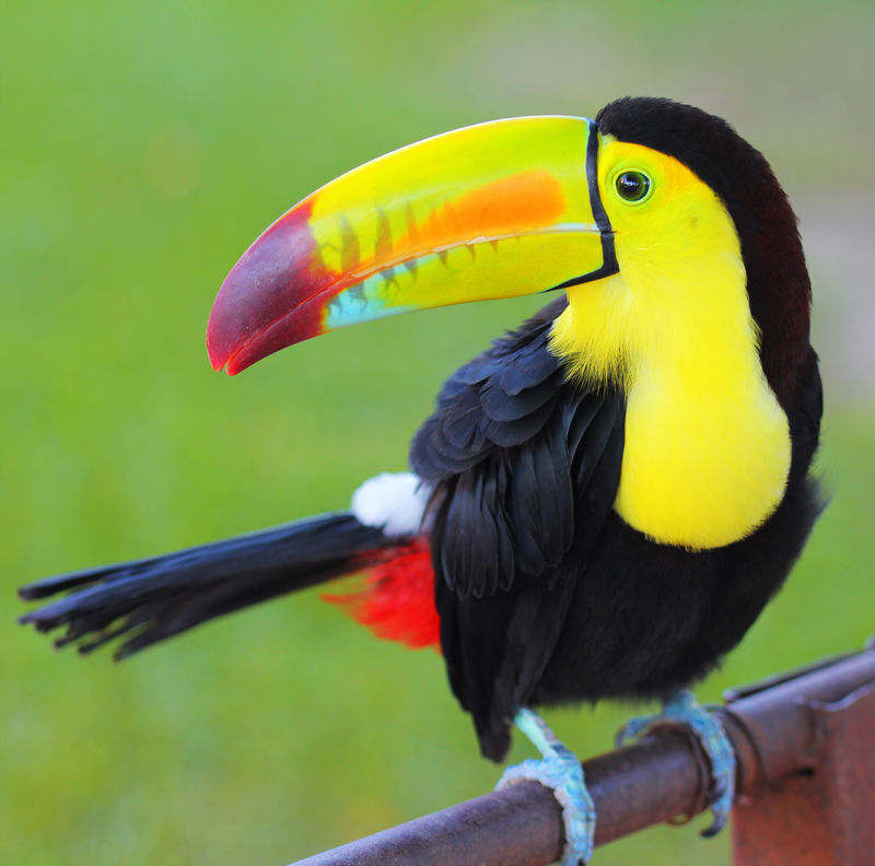 彩色巨嘴鸟龙骨喙巨嘴鸟来自中美洲
