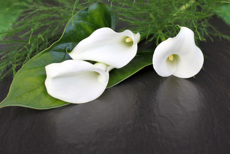 callablüten在黑色的背景