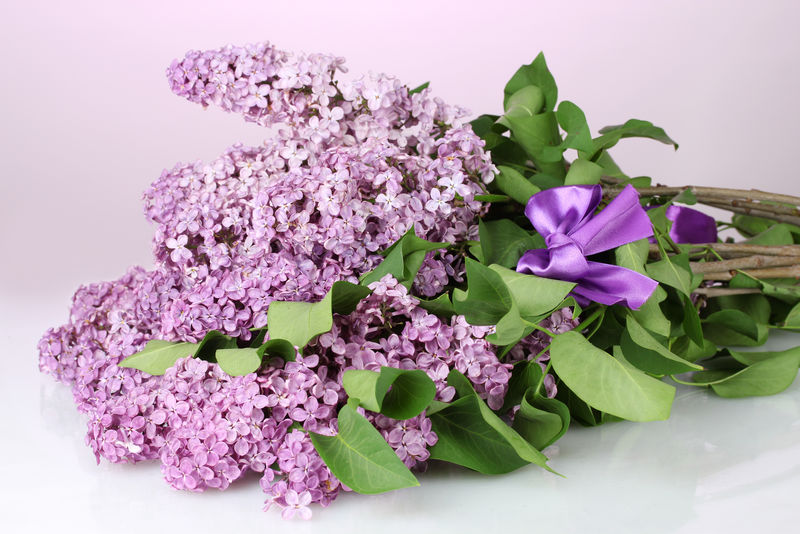 紫色背景上美丽的丁香花