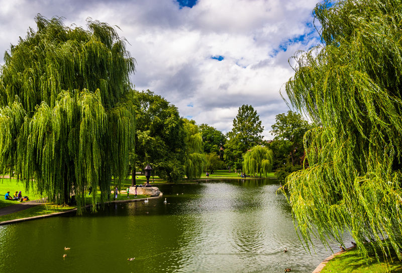 波士顿公共花园里垂柳树和池塘