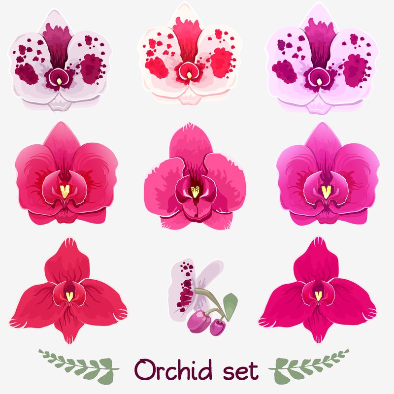 白底牡丹兰花花