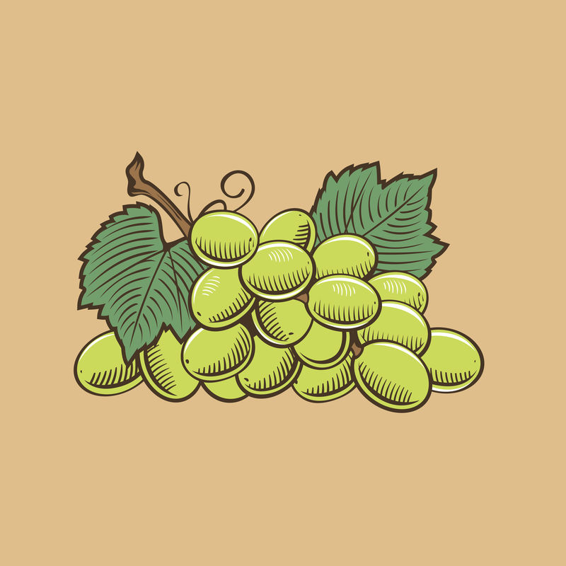 葡萄的复古风格彩色矢量图