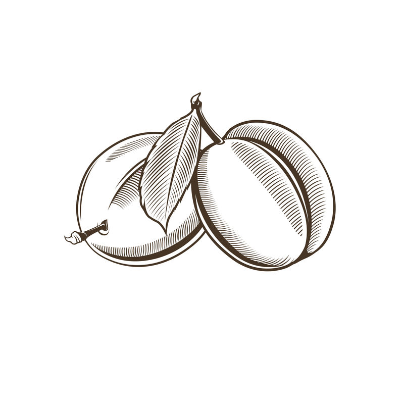 复古风格的李子线条艺术矢量图