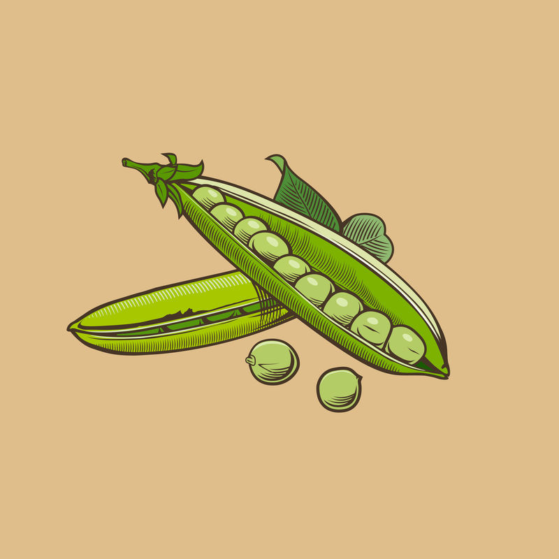 复古风格的青豆彩色矢量图