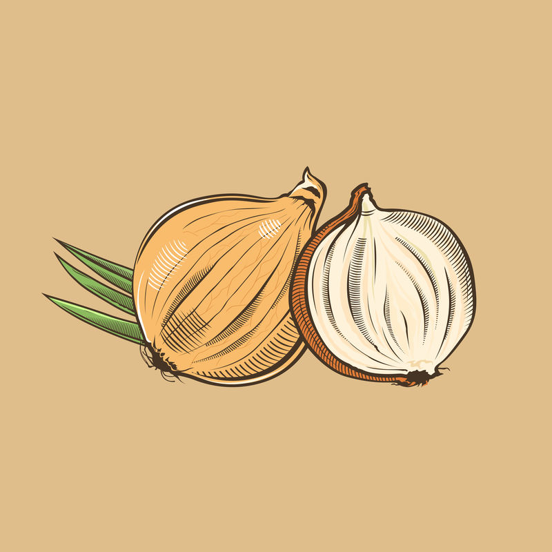复古风格的洋葱彩色矢量图