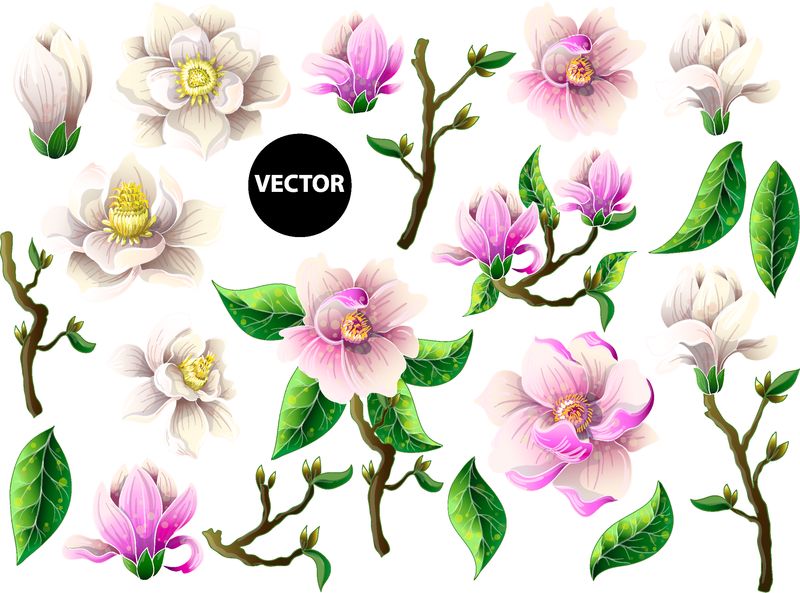 一套白色和粉红色的木兰花