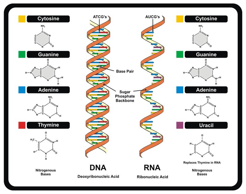 dna-rna