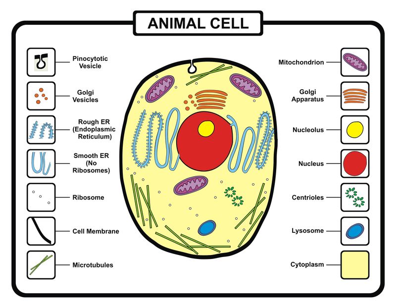 动物细胞结构图英文图片
