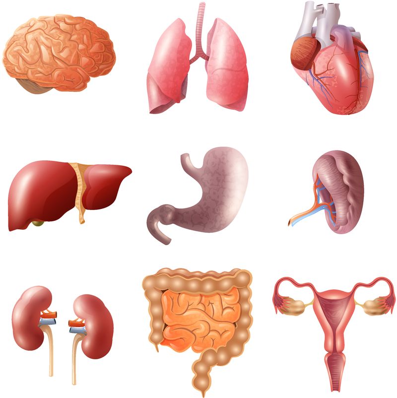 不同扁平的人体器官与脑心肺胃肠肾在白色背景图上分离