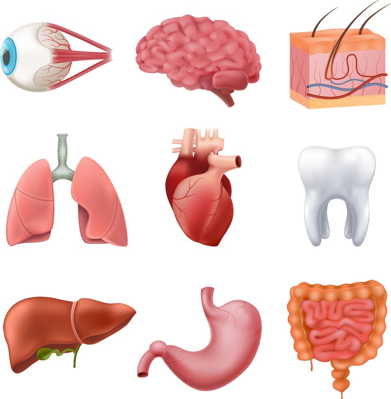 人体内脏解剖写实集肺脑肝肠胃心眼分离载体图解素材 高清图片 摄影照片 寻图免费打包下载