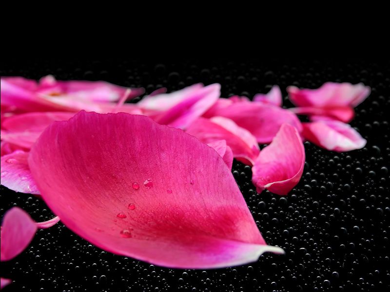 玫瑰花瓣在水中-水滴-下雨-水坑-玫瑰-背景