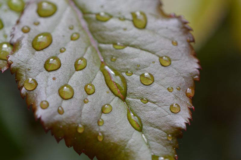 带有水滴的绿色叶片背景