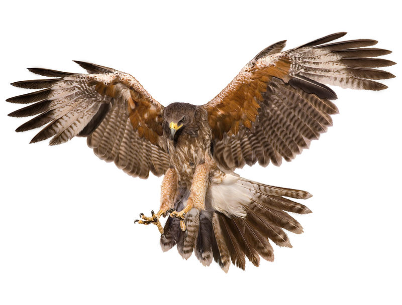 Falcon Landing Swoop手绘并在白色背景插图上绘制颜色。