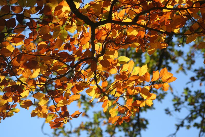 美丽的秋叶-公园里温暖的阳光