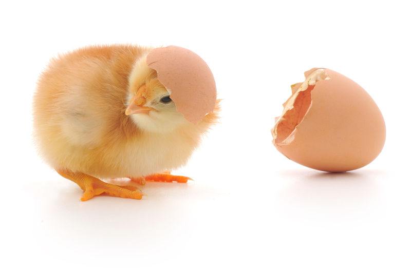 鸡和鸡蛋壳