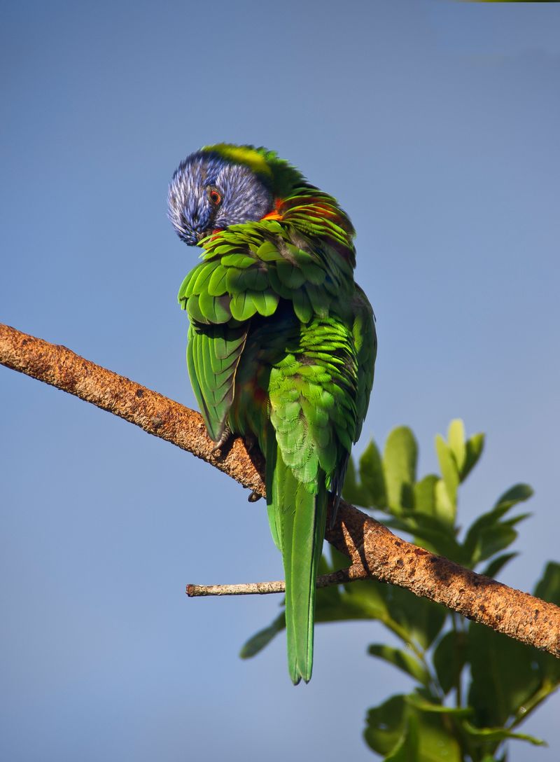 额鹦鹉,pouso alegre,ecotourist lodge,pantanal,mato grosso,巴西