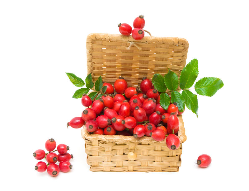 野生玫瑰成熟浆果特写