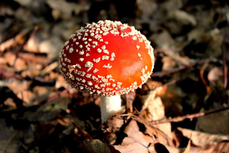 金银花鹅膏菌-秋林中的粉木耳