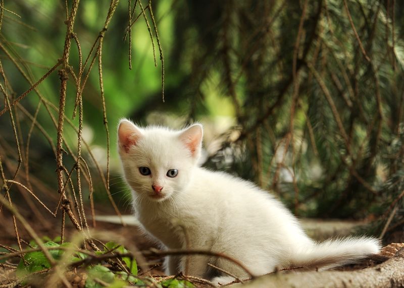 小白猫图片真实图片