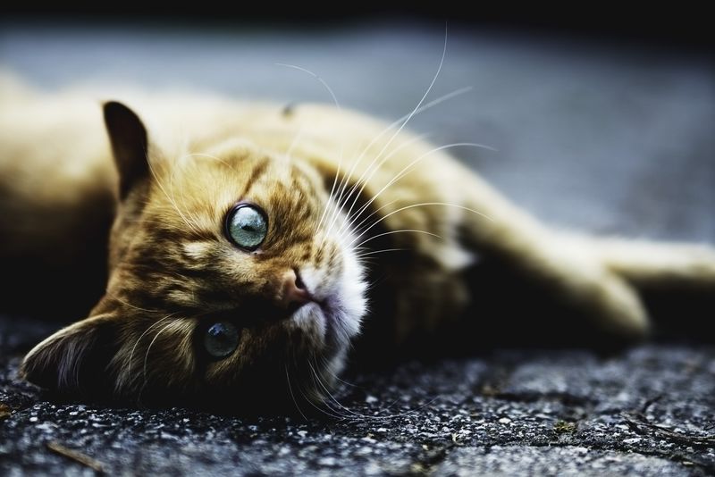 我们的猫蜷缩在地毯上