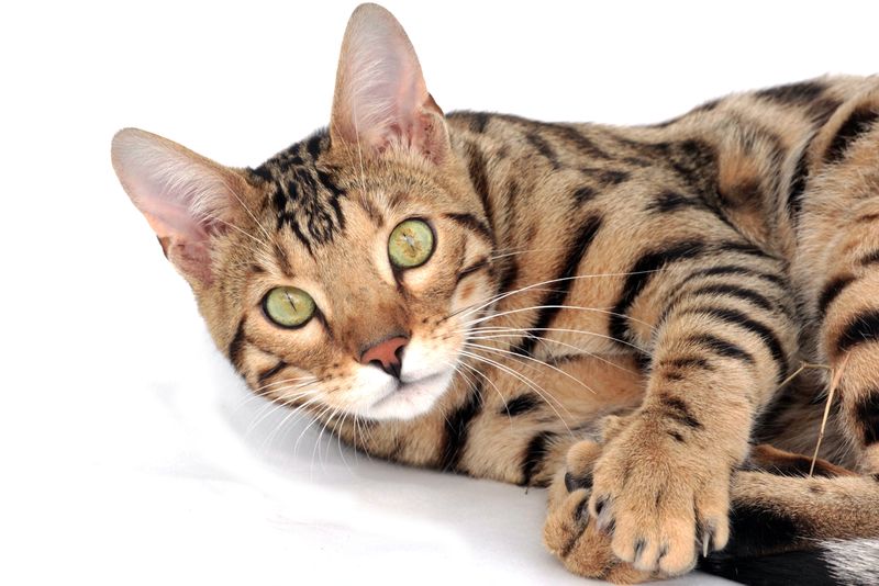 猫头棕色隔离