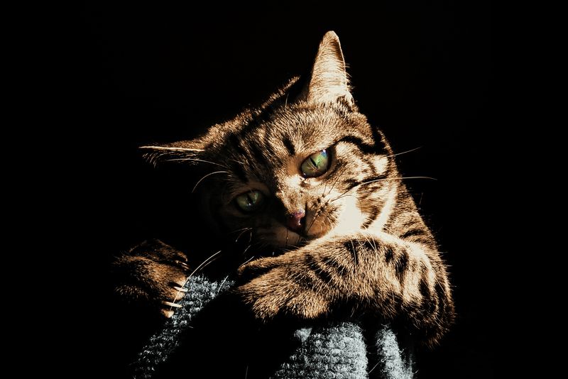 最佳年龄的家猫