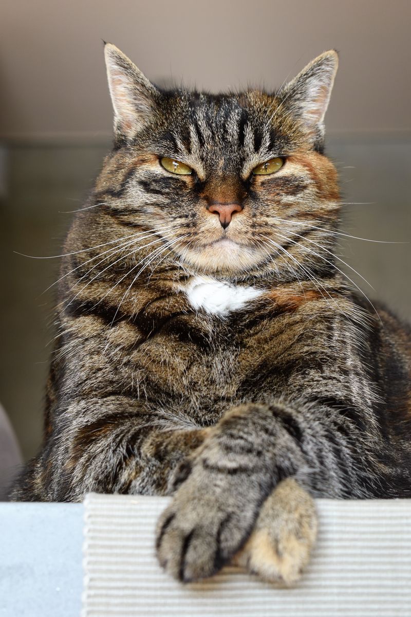 挪威有条纹的森林猫的肖像