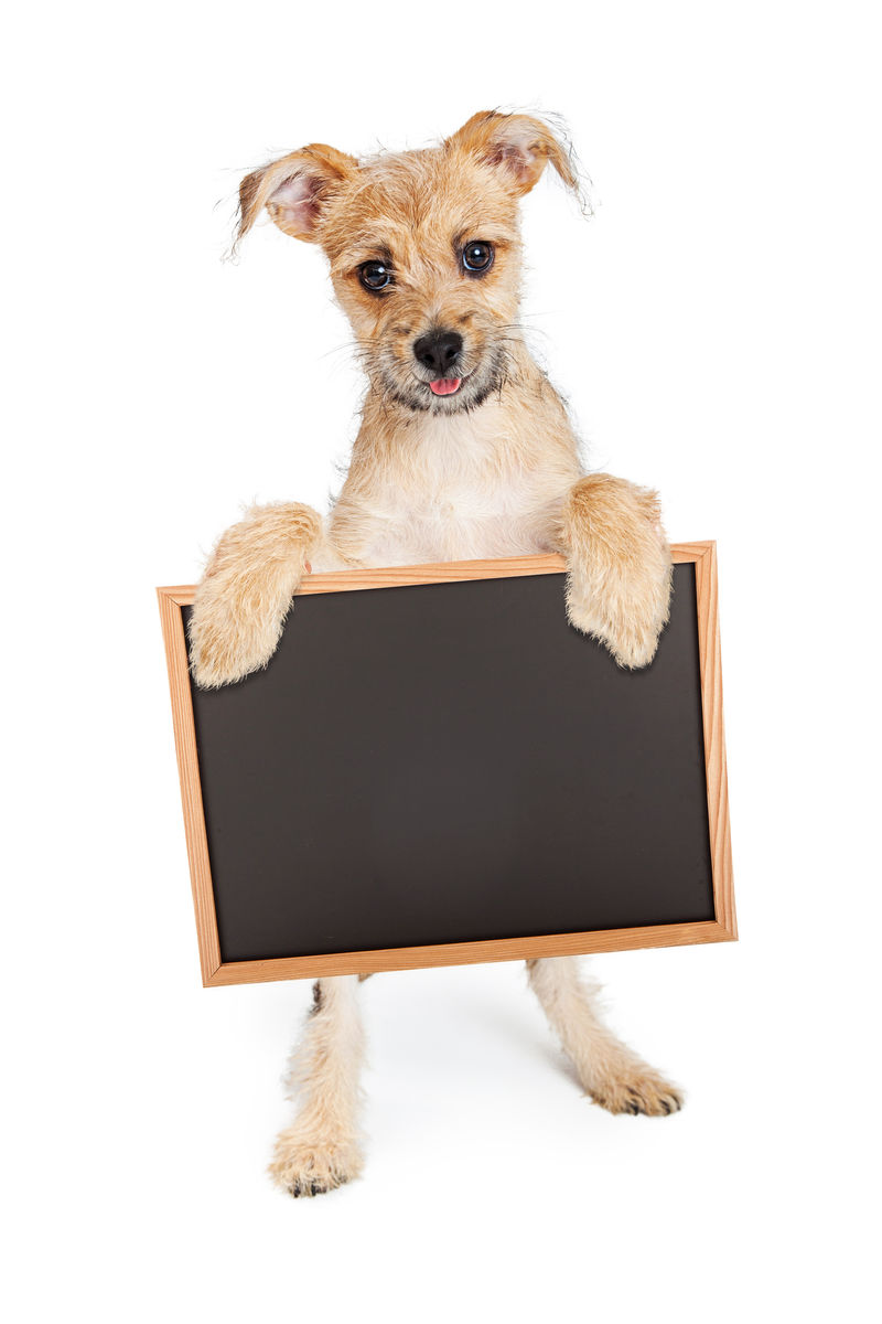 可爱的小狗抱着空白的黑板