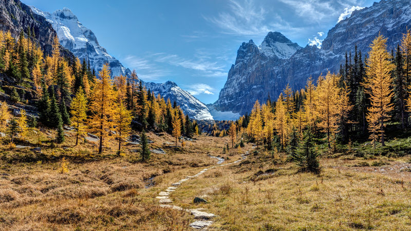 加拿大不列颠哥伦比亚省横河国家公园欧巴宾高原秋天的山脉和冰川，还有金色的落叶松。