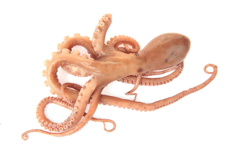 白色背景章鱼