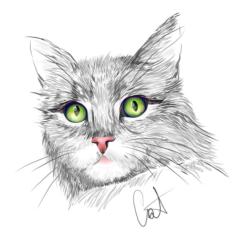 灰猫的肖像。
