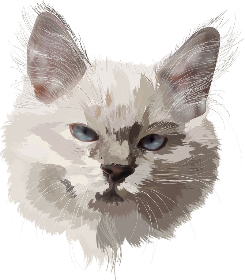 白色独立的小光猫肖像