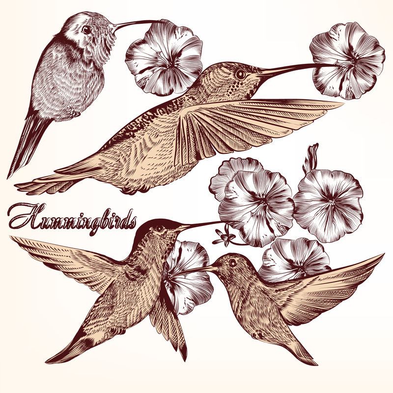 用于设计的详细手绘鸟类矢量集