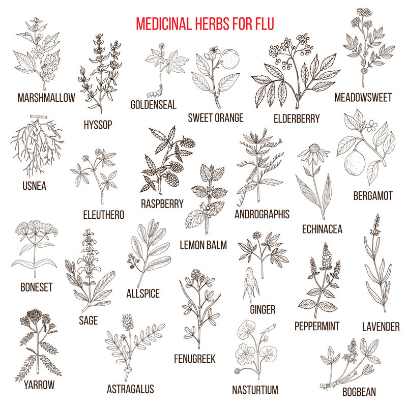 流感的最佳草药