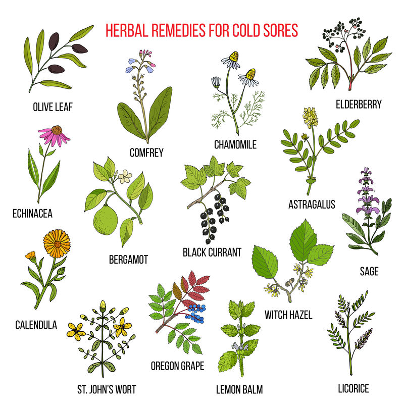 治疗感冒疮的最佳草药