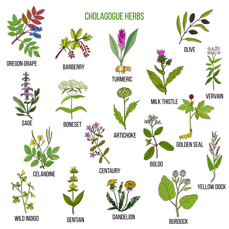 利胆药。手绘套装