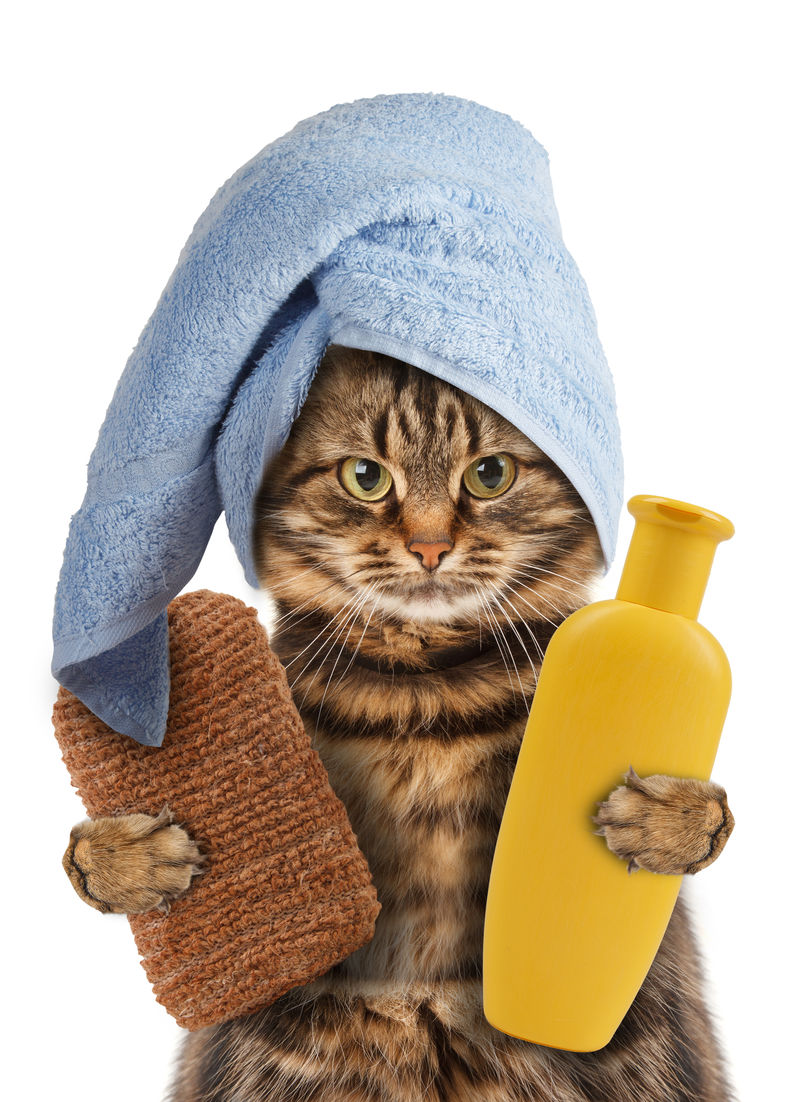 带浴缸附件的搞笑猫