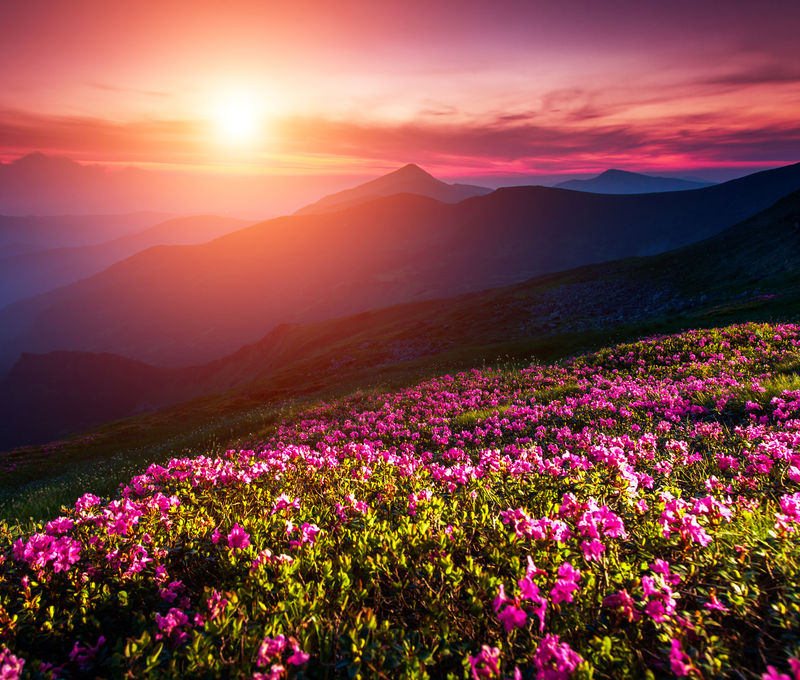 夏日山上迷人的粉红色杜鹃花-戏剧性的阴天-喀尔巴阡-乌克兰-欧洲-美丽世界