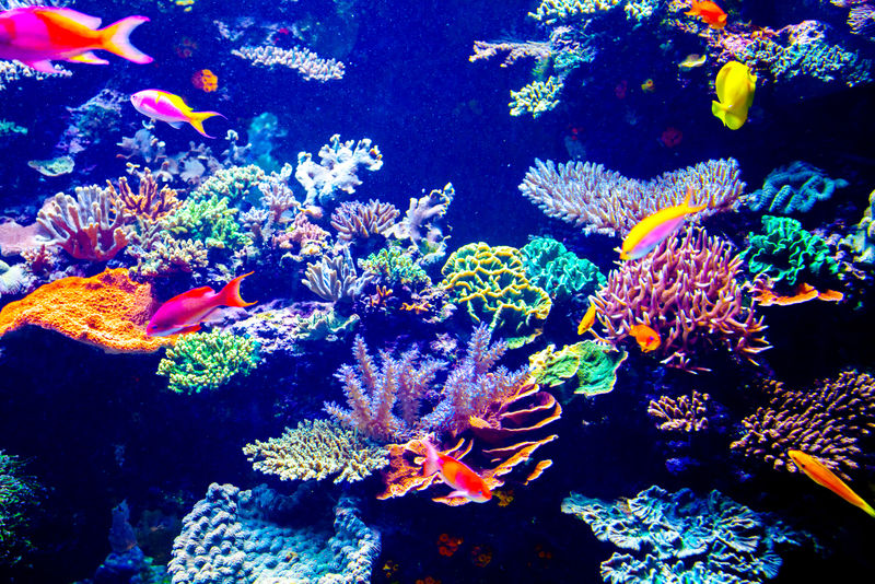 阳光下的珊瑚礁和热带鱼-新加坡水族馆