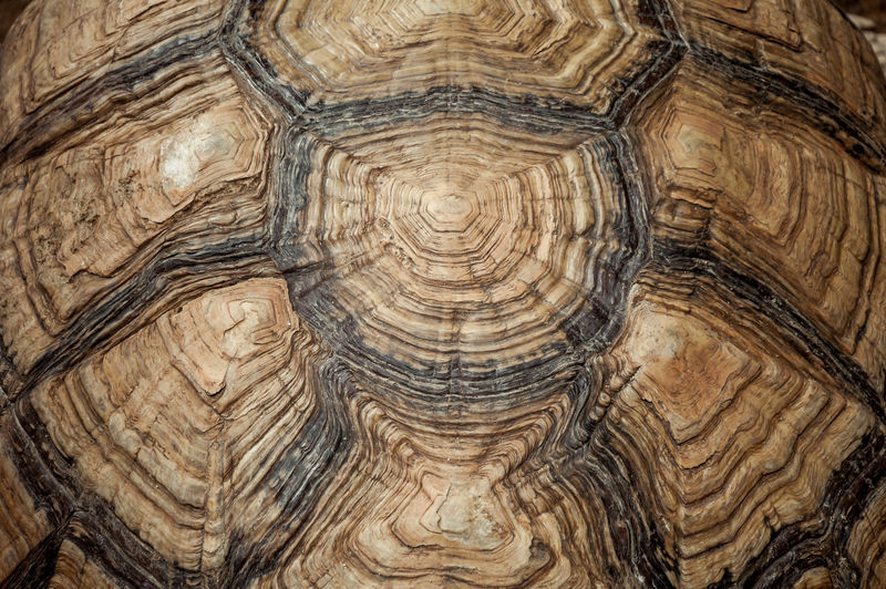 龟甲质地素材高清图片摄影照片寻图免费打包下载