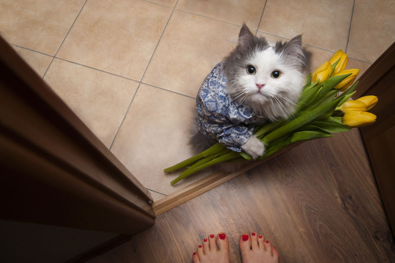 带着花束的猫在情妇的脚下素材 高清图片 摄影照片 寻图免费打包下载