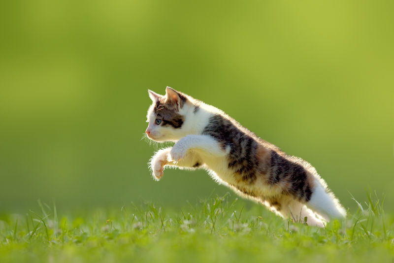小猫在背光下跳过草地