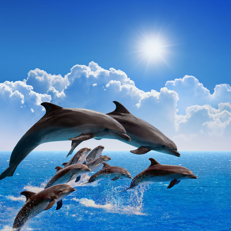 跳跃的海豚-蓝色的海洋和天空-白云-明亮的太阳