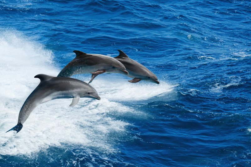 海洋野生动物背景-三只宽吻海豚跳过海浪