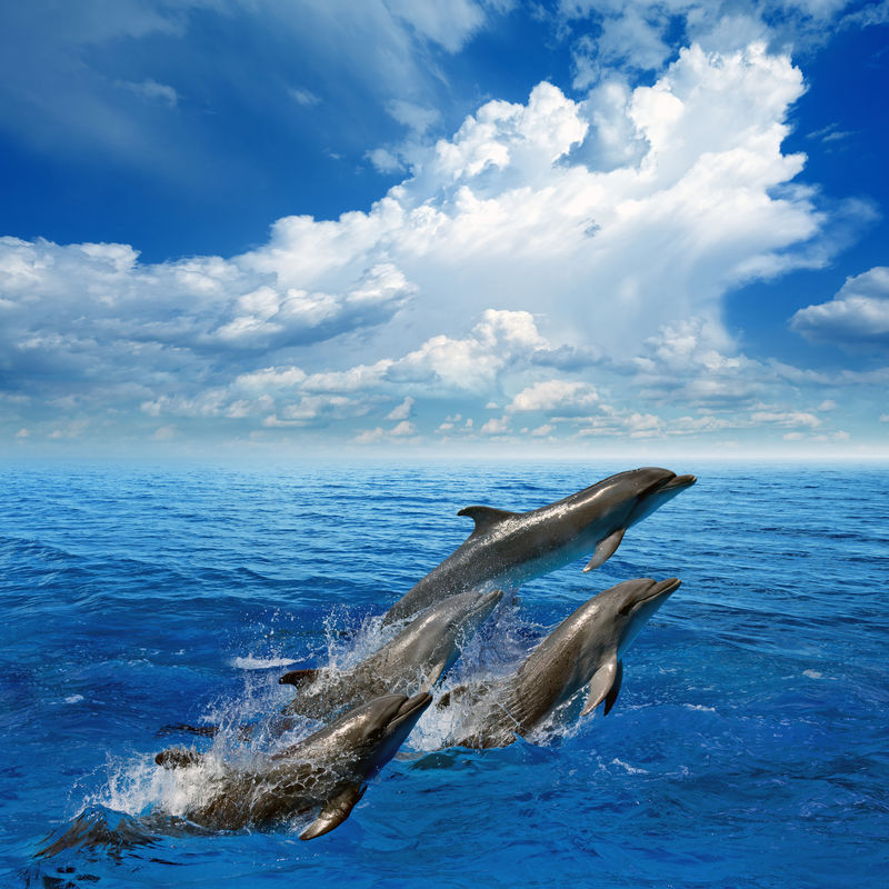 海豚在碧海中跳跃-白云在天空