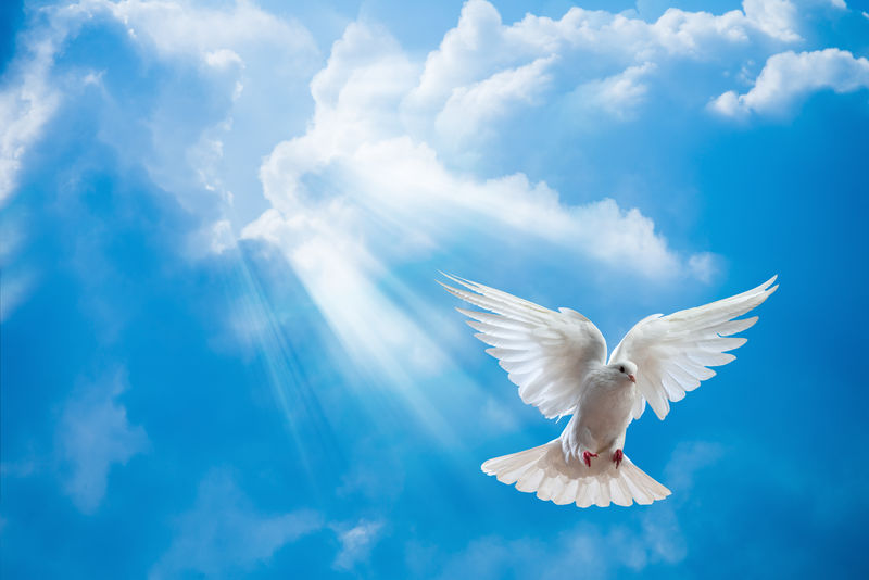 在空中张开翅膀-在太阳前面张开